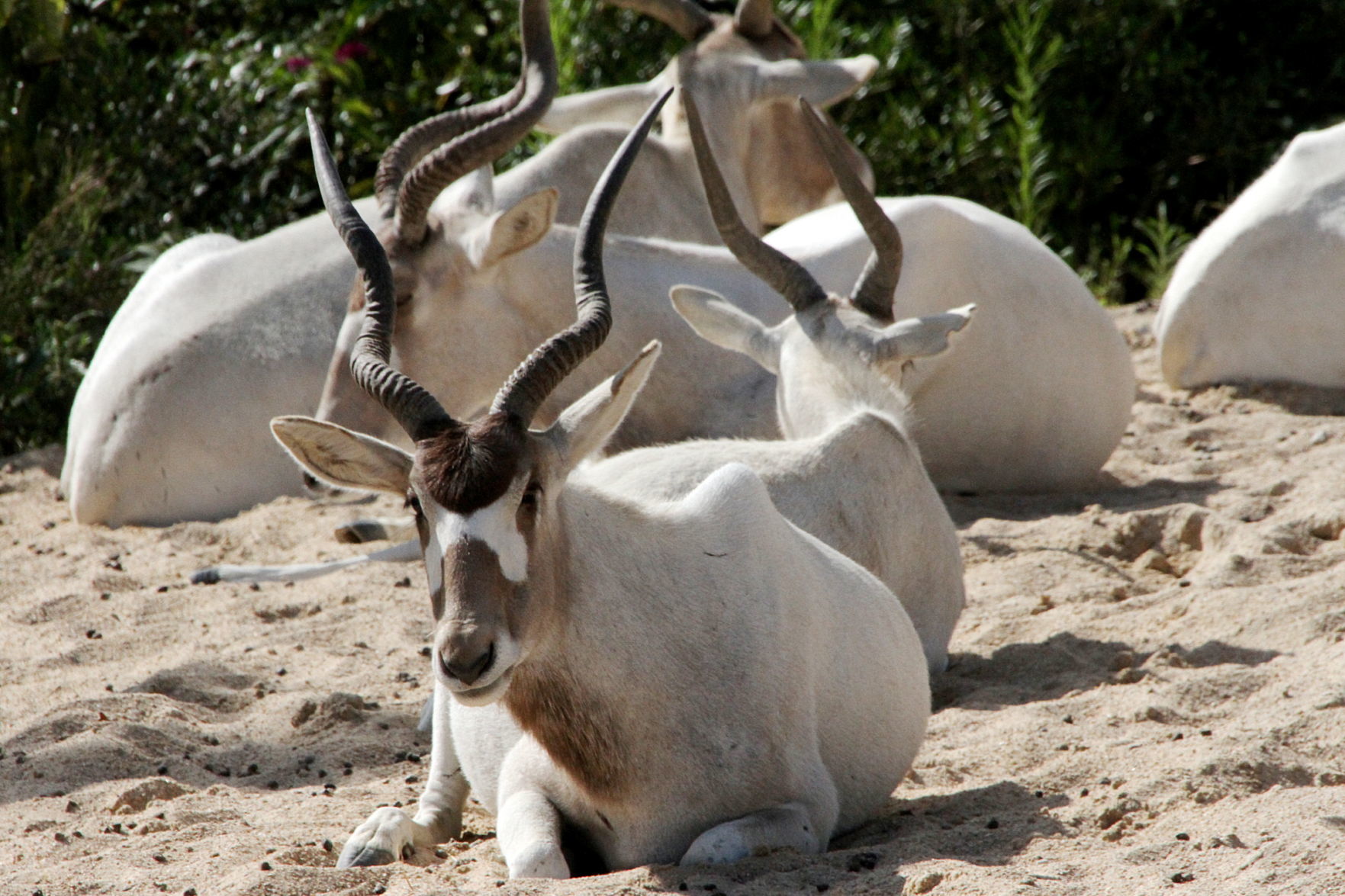 Addax